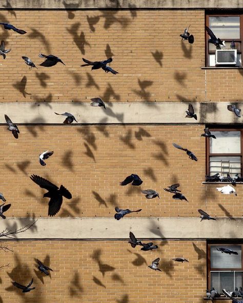 Flight Patterns, Streets Of New York, Urban Nature, Online Photography, Common Themes, Sense Of Place, Great Photographers, City Landscape, Street Photographers