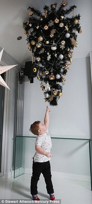 Stretch: Pictured, Kai Edwards, two, reaches for the family Christmas tree, bolted to the ... Christmas Tree On Ceiling, Christmas Tree Hanging From The Ceiling, Hanging Christmas Tree From Ceiling, Christmas Tree Hanging From Ceiling, Merry New Year, Family Christmas Tree, Mad Father, Diy Ceiling, Hanging Christmas Tree