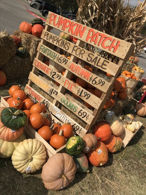 Pumpkin Patch Stand Diy, Pumpkin Farm Stand Ideas, Fall Pallets Ideas, Diy Corn Maze At Home, Pumpkin Patch Window Display, How To Make A Pumpkin Patch, Halloween Pumpkin Patch Ideas, Pumpkin Store Display, Pumpkin Patch Set Up Ideas