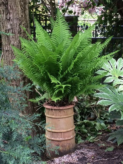 Simple fern in terracotta chimney pot Old Chimney Pots Ideas, Chimney Pot Planter Ideas Gardens, Chimney Pots Garden Ideas, Chimney Pot Planter Ideas, Potted Hostas, Ferns In Pots, Chimney Pot Planter, Fern Garden Ideas, Fern In Pot