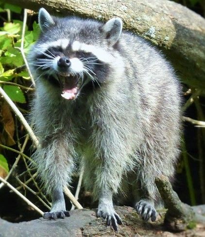 Animal Yawning, Animals Yawning, Trash Pandas, Weather Photos, Trash Panda, Flora And Fauna, Animal Planet, Mood Board, Art Inspiration