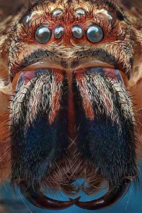 Huntsman Spider, Spider Face, Weird Insects, Macro Photography Insects, Huge Spiders, Spider Species, Insect Photography, Cool Bugs, Jumping Spider