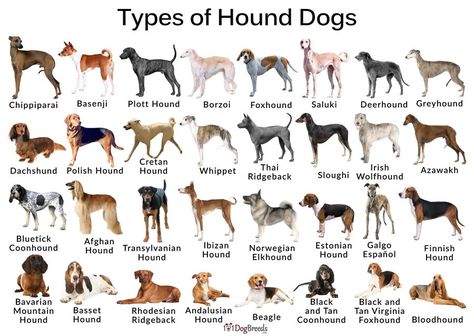 Tiny Baby Animals, Hound Dog Breeds, Dog Design Art, Ibizan Hound, Hound Breeds, Plott Hound, Hound Dogs, Hound Puppies, Long Face