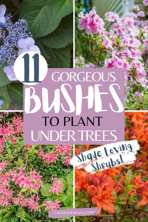 Shade Loving Shrubs: The Best Bushes To Plant Under Trees Shade Bushes, Best Shrubs For Shade, Evergreens For Shade, Part Shade Flowers, Perennial Garden Design, Gardening Tips And Tricks, Shade Loving Shrubs, Plants Under Trees, Evergreen Bush