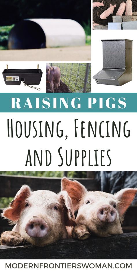 Raising Hogs For Meat, How To Raise Pigs, Pig Set Up, Pig Fencing Ideas, Pig Fence Ideas, Raising Pigs For Beginners, Indoor Pig Pen Ideas, Raising Pigs For Meat, Pig Shelter Ideas