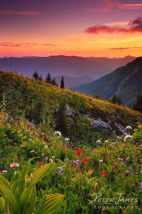 Nature, Washington State Wildflowers, Washington Wildflowers, Garden Corner Ideas, Flower Garden Ideas, Peter James, Wildflowers Photography, Corner Ideas, Garden Corner