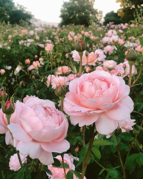 Grace Rose Farm on Instagram: “Carding Mill is the most beautiful and easy care peach rose we’ve ever grown! Our Carding Mill roses are loaded beyond loaded with buds…” Rosé Core, Grace Rose, Rose Farm, Victoria Magazine, Rose Care, Aesthetic Garden, Rose Tutorial, Peach Rose, Garden Aesthetic