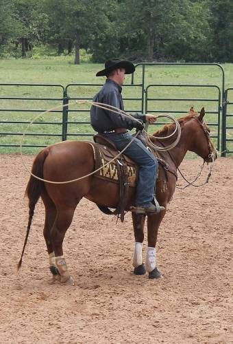 Ranch Versatility, Roping Horse, Buckskin Horse, Ranches For Sale, Cattle Ranching, Barrel Horse, Western Riding, Bull Riding, Horses For Sale