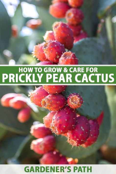 How To Plant Prickly Pear Cactus, Growing Prickly Pear Cactus, Cactus In Pots Outdoor, How To Plant Cactus, Cactus Indoors, Prickly Pear Recipes, Cactus Garden Design, Cactus Pear, Prickly Pear Flowers