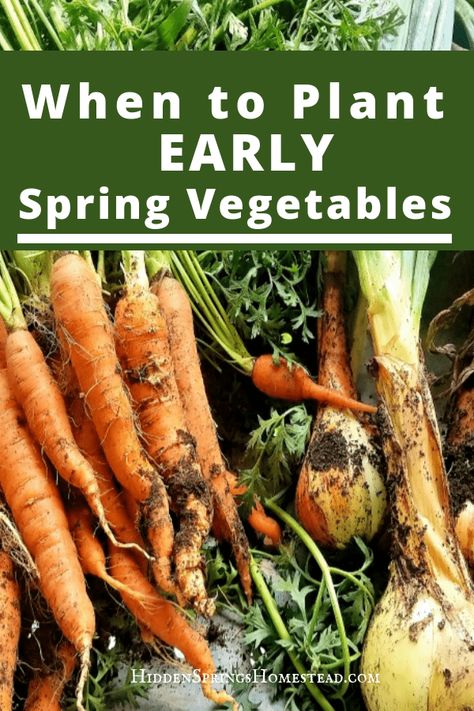 When to Plant Early Spring Vegetables. Wondering when you should plant your spring garden? Learn how and when to start a spring garden. Spring Vegetable Garden, Plantarea Legumelor, Homestead Gardening, Vegetable Garden Planner, Spring Gardening, When To Plant, Grow Vegetables, Organic Vegetable Garden, Garden Planner