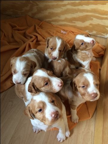 Litter of 5 Brittany puppies for sale in STOUGHTON, WI. ADN-47269 on PuppyFinder.com Gender: Male(s) and Female(s). Age: 4 Weeks Old Litter Of Puppies, Stoughton Wisconsin, Brittany Puppies, Puppy Litter, Brittany Spaniel, Puppies For Sale, Spaniel, Wisconsin, Fur Babies