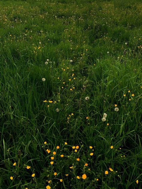 You Threw Dirt On My Name And Flowers Grew, Grassy Field Aesthetic, Grass Field Aesthetic, Green Grass Aesthetic, Grass Reference, Grassy Background, Grass Aesthetic, Grass Photography, Dandelion Field