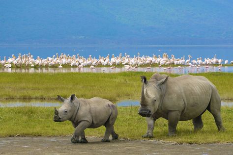 Rhino horn and conservation: to trade or not to trade, that is the question Tanzania National Parks, Lake Nakuru, Nairobi City, Africa Tour, Kenya Safari, Tanzania Safari, Wildlife Safari, Africa Safari, Garden Route