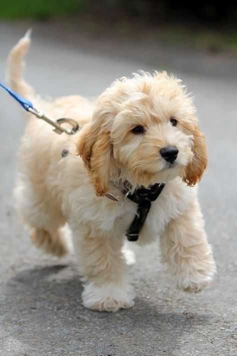 Omg!   i need this puppy!!!!!!    Cavapoo (Cavalier King Charles Spaniel and Poodle mix) Cockapoo Puppies, Poodle Mix, Healthy Pets, White Dog, Blue Heeler, Charles Spaniel, Labradoodle, Cavalier King Charles Spaniel, Cavalier King Charles