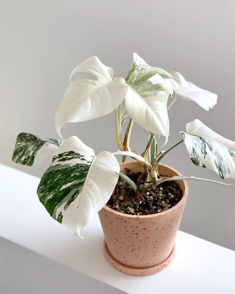 Plants with albinism occur when they do not produce chlorophyll due to genetic mutation. Emergent albino plant seedlings will have a distinct white color. True plants with albinism will demonstrate no hint of green pigment at all. House Jungle, Monstera Plant Care, Cube House, Balcony Gardening, Variegated Monstera, Plant Seedlings, Hanging Plants Indoor, Genetic Mutation, White Plants