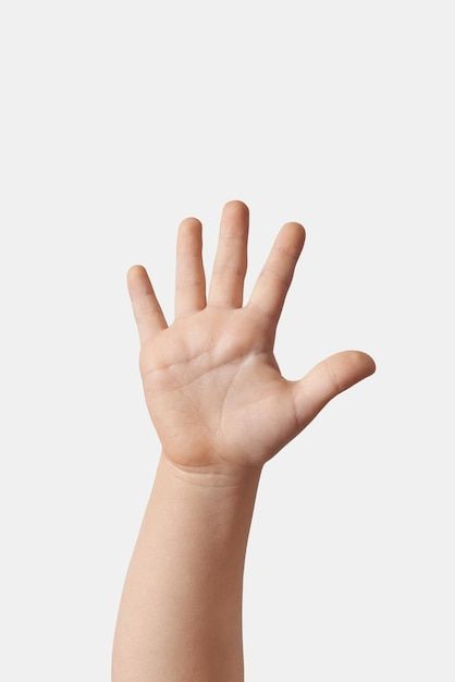 Free photo child hand counting on finger... | Free Photo #Freepik #freephoto #five-fingers #finger-up #man-hand #human-hand Hand Anatomy, Child Hand, Cat Collage, Man Hand, Pointing Hand, Counting On, Hand Drawing Reference, Hand Photo, Hand Reference