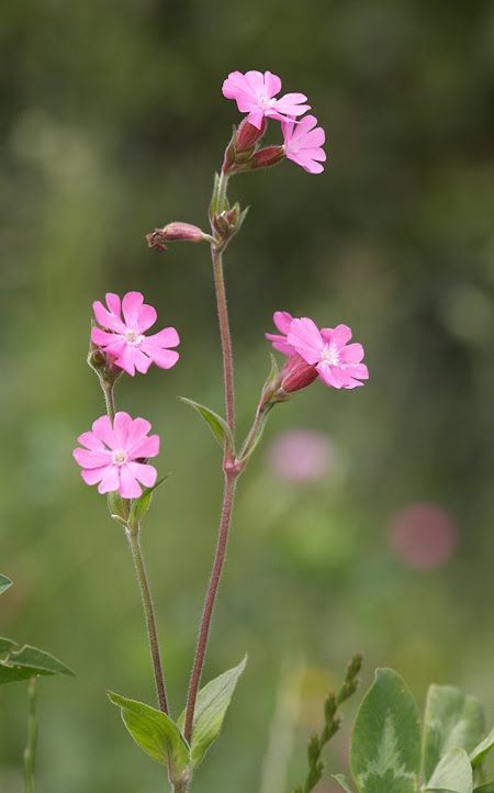 Red Campion I love the wild flowers but Red Campion were all around me as a child :) Plants Tattoo Sleeve, Plants Tattoo, Hedgerow Flowers, Scottish Flowers, British Wild Flowers, Shade Tolerant Plants, Wildflowers Photography, Wild Flower Meadow, Trendy Plants