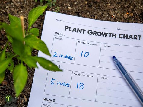 Free Earth Day or STEM resource for teachers! Print this plant growth chart to use with your students! Plant Growth Chart, Record Chart, Plant App, Stem Resources, Growth Charts, Plant Journal, Science Topics, Plant Table, Chart Template