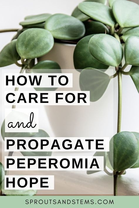 Peperomia Plant Types, Peperomia Hope Care, Peperomia Hope Propagation, Peperomia Hope Plant, Peperomia Plant Propagation, How To Propagate Peperomia, Peperomia Plant Varieties, Propagating Peperomia, Peperomia Propagation