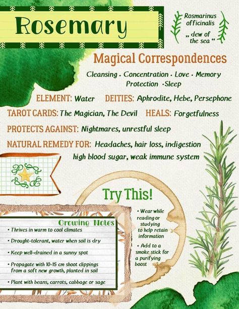 Rosemary magical and healing properties Weak Immune System, High Blood Sugar, Natural Sleep, Transparent Stickers, Hardcover Journals, Tarot Cards, The Magicians, For Hair, Rosemary