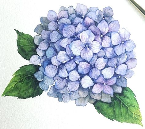 Images By Mine Akkoç On Tattoo Ideas In 2021 Hydrangea Watercolor Painting, Hydrangea Tattoo, Hydrangea Watercolor, Watercolor Painting Tutorial, Hydrangeas Art, Draw Water, Watercolor Hydrangea, Hydrangea Painting, Watercolor Flowers Tutorial