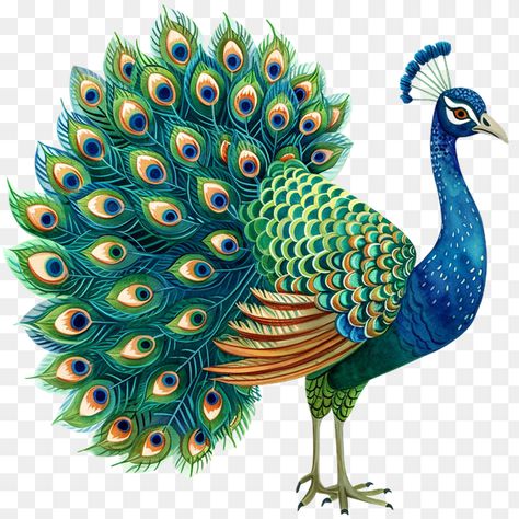 Peacock clipart Peacock Printable, Peacock Feather Drawing, Peacock Png, Peacock Clipart, Animals Sketches, Peacock Drawing, Janmashtami Wishes, Peacock Tattoo, Cow Clipart