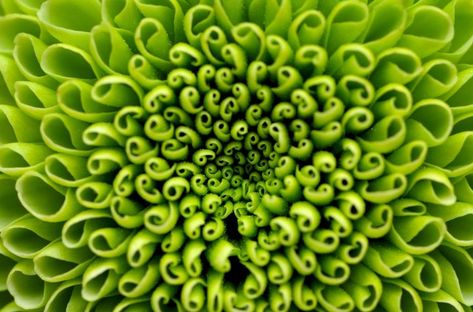 Monochromatic Flowers, Spider Mums, Hypericum Berries, Flower Close Up, Holiday Flower, Cymbidium Orchids, Chrysanthemum Flower, Aura Colors, Green Flower