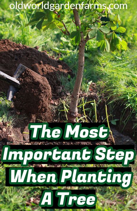 What is the most important step when planting a tree for long term success? Click to find out how to plant a tree this fall.  #tree #planting #mulch #water #landscape #fall #plantingatree #oldworldgardenfarm How To Plant Trees In Yard, How To Plant A Tree, Mini Orchard, Watering Trees, Fruit Growing, Mailbox Landscaping, Nut Trees, Planting A Tree, Growing Trees