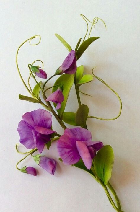 Sweet Pea Photography, Sweet Peas Flowers, Sweetpea Flower, Sweet Pea Flower, Sweet Pea Plant, Sweet Pea Flowers, Gum Paste Flowers, Pea Flower, Watercolor Flower Art