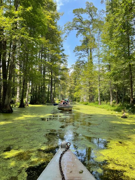 Visit the cypress gardens where the iconic notebook scene was filmed. #charleston sc, #monkscorner, #explore, what to do in charleston, must see, #couple friendly #dateideas idea, date idea charleston, #lowcountry, where to visit, family friendly in charleston, monks corner SC, explore south carolina, the carolinas, outside of downtown charleston, fun, green, aesthetic, #nature, meadow, #kayak, boatride, two people, the notebook, #mustsee Charleston South Carolina The Notebook, Cyprus Gardens South Carolina, Charleston South Carolina Photography, South Carolina Nature, Lowcountry South Carolina, Charlotte South Carolina, Carolinas Aesthetic, Living In Charleston Sc, Downtown Charleston Sc Aesthetic