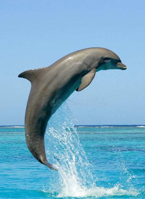 Como Lake, Italy. View of Como Lake, Milan, Italy, with Alps mountains in backgr , #sponsored, #Italy, #View, #Como, #Lake, #mountains #ad Dolphins Underwater Photography, Gangetic Dolphin, Dolphin Images, Dolphin Decor, Dolphin Photos, Dolphin Art, Bottlenose Dolphin, Animal References, Blue Pictures