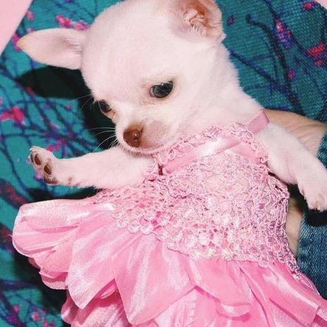 Y2k Chihuahua, My Quinceanera, Pink And Girly, Chihuahua Clothes, Kawaii Dog, Cute Chihuahuas, Pretty Pink Princess, I Like Dogs, Cute Chihuahua