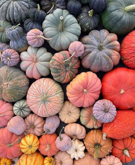 Instagram • Direct October Decor, Purple Pumpkin, Instagram Direct, Halloween Pumpkin, Fall Vibes, Fall Autumn, Fall Pumpkins, Pumpkin Spice, Fall Colors