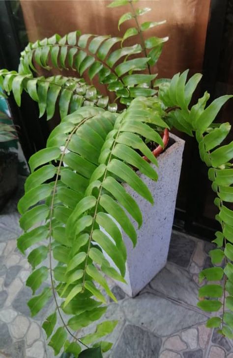 Macho Fern Front Porches, Macho Fern Care, Macho Fern, Black Eyed Susan Vine, Ferns Care, Types Of Ferns, Leaf Structure, Boston Fern, Pot Design