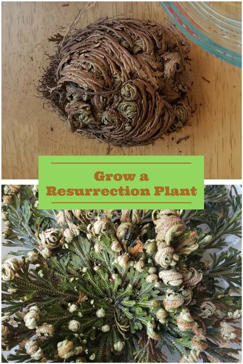 Revive this desert, resurrection plant in less than a day. As easy as can be - just add water! (Dinosaur Plant, Selaginella lepidophylla) #ProjectsForKids Rhaphidophora Tetrasperma Propagation, How To Transplant Succulents, Transplanting Moss, Desert Survival, Jericho Rose, Resurrection Plant, Transplant Succulents How To, Resurrection Garden, Dinosaur Plant