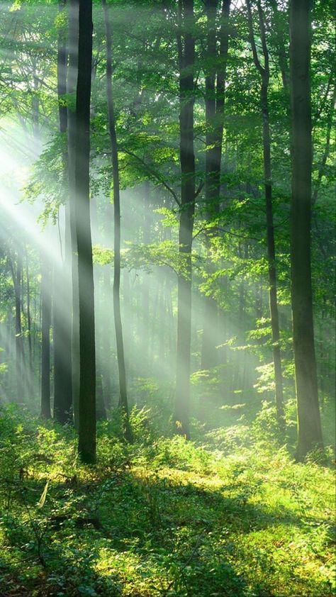 Photography Moodboard, Lilies Of The Field, Nature Story, Forest Background, Mystical Forest, Forest Spirit, Earth Elements, Green Nature, Beautiful Tree