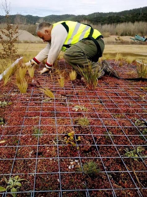 phytokinetic-planting-roof Green Roof Benefits, Green Roof Planting, Ramps Architecture, Green Roof Garden, Green Roof System, Green Roofs, Living Roofs, Roofing Diy, Roof Architecture