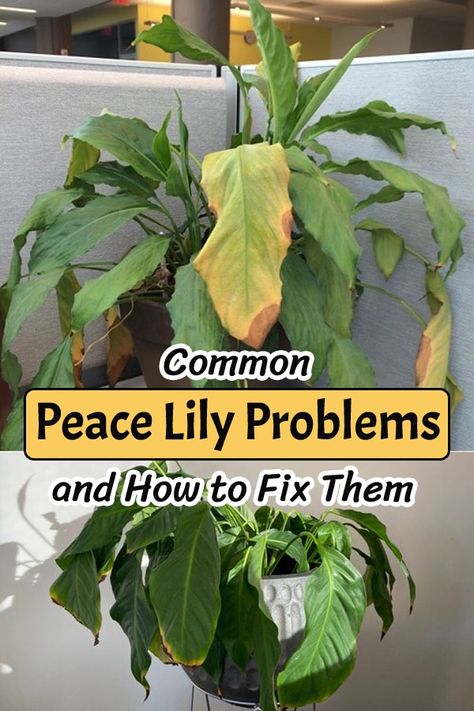 Peace Lily Plant Care, Lilly Plants, Peace Lily Flower, Peace Plant, Lily Plant Care, Peace Lily Plant, Household Plants, Plant Care Houseplant, Plant Problems