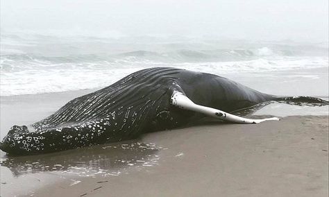 Beached Whale, Whale From Above, Swim With Whales, Diving With Whales, Beaked Whale, Whale Coming Out Of Water, Whale Song, Whale Illustration, Dead Fish