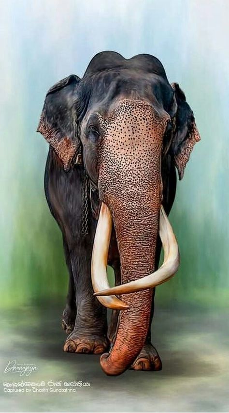 I Love Elephants | Adorable 🖤 | Facebook Wild Elephant Drawing, Wild Elephant Photography, Indian Elephant Photography, Kerala Elephant Photography, Indian Elephant Drawing, Elephant Painting Canvas, Buddha Painting Canvas, Animal Photography Wildlife, Elephant Photography