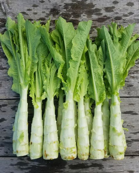 Stem Vegetables, Chinese Lettuce, Opo Squash, Growing Cabbage, Bibb Lettuce, Green Core, Chinese Vegetables, Lettuce Seeds, Asian Vegetables