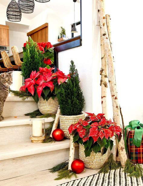 Try some of these holiday decor ideas for decorating with this classic Christmas plant. We're sharing poinsettia decorating ideas for nearly every room of your home. #christmasdecor #poinsettias #holidaydecor #ideas #display #bhg Easy Holiday Decorations, Winter Flower Arrangements, Poinsettia Decor, Winter Floral Arrangements, Poinsettia Plant, Christmas Flower Arrangements, Christmas Plants, Poinsettia Flower, Christmas Living Rooms