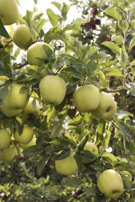 Granny Smith apple trees (Malus pumila) are deciduous and winter hardy in U.S. Department of Agriculture plant hardiness zones 5 to 8. Although these trees aren't the easiest to prune, your Granny Smith will reward you for your trouble with beautiful spring flowers, summer shade and green, crisp, tart fruit that ripens in the autumn. Trees Tattoos, Green Apple Tree, Tattoos Tree, Tree Braid, Apple Tree Care, Trees Tattoo, Tree House Drawing, Woman Tree, Draw Trees