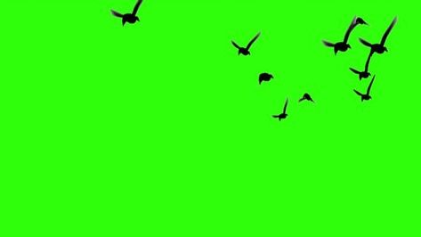 Birds Flying Background Video, Flying Birds Png Video, Birds Green Screen Video, Birds Png Video, Green Screen Birds Flying, Bird Green Screen, Flock Of Birds Flying, Birds Video, Png Video