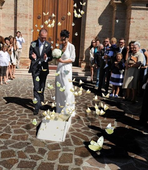 butterfly release after a wedding Butterflies, Butterfly Release Wedding, Butterfly Release, Yes Or No, Street View, Weddings