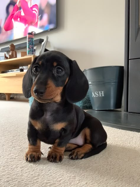 Black Sausage Dog, Daushands Puppies, Dashhound Puppy, Dashund Dogs, Mini Dachshund Puppies, Winnie Dogs, Sausage Dog Puppy, Daschund Puppies, Dapple Dachshund Puppy