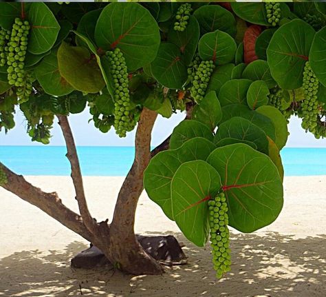 Weird Trees, Tropical Sea, Plant Fungus, Tropical Tree, Unusual Plants, Unique Trees, Rare Flowers, Nature Tree, Exotic Plants