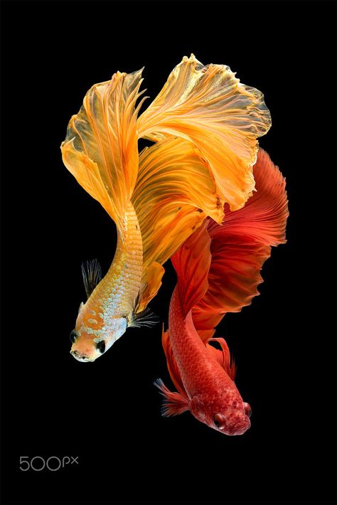 Close Up Art, Betta Fish Types, Pretty Fish, Carpe Koi, Fish Wallpaper, Fish Drawings, Exotic Fish, Beautiful Fish, Fish Painting