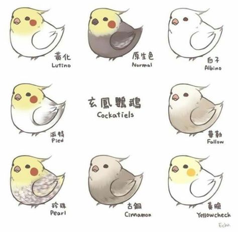 Girl Pet Names, Bird Sketch, Animal Illustration Art, Cute Paintings, Kawaii Doodles, Anime Animals, Animal Sketches, Cute Birds, Bird Illustration