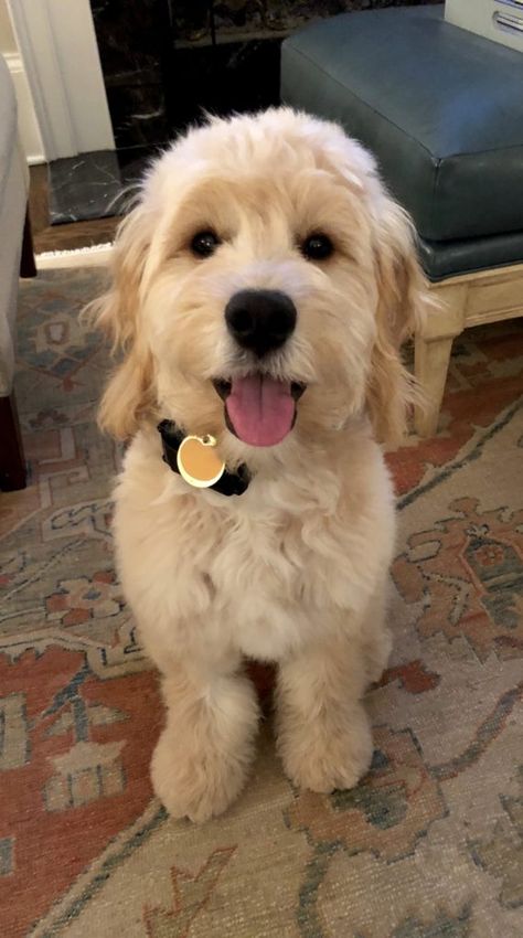 English Cream Goldendoodle, Mini Goldendoodle Full Grown, Katherine Core, Cream Goldendoodle, Goldendoodle Full Grown, Puppy Labradoodle, F1 Goldendoodle, White Goldendoodle, Goldendoodle Mini